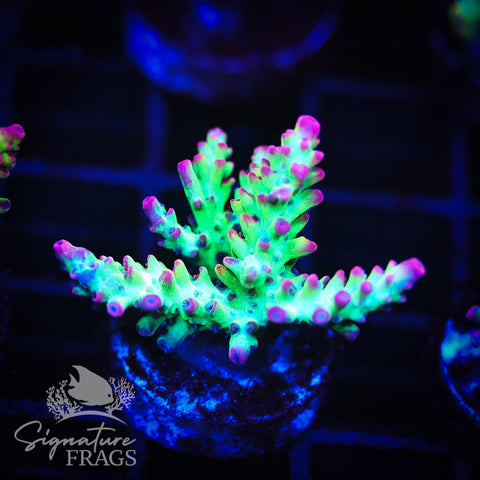 MBM Strawberry Shortcake