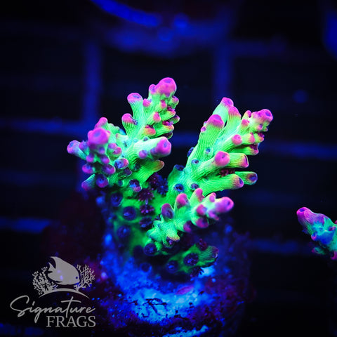 MBM Strawberry Shortcake