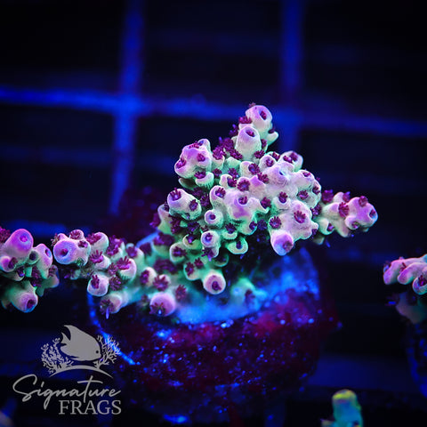Ruby Polyps
