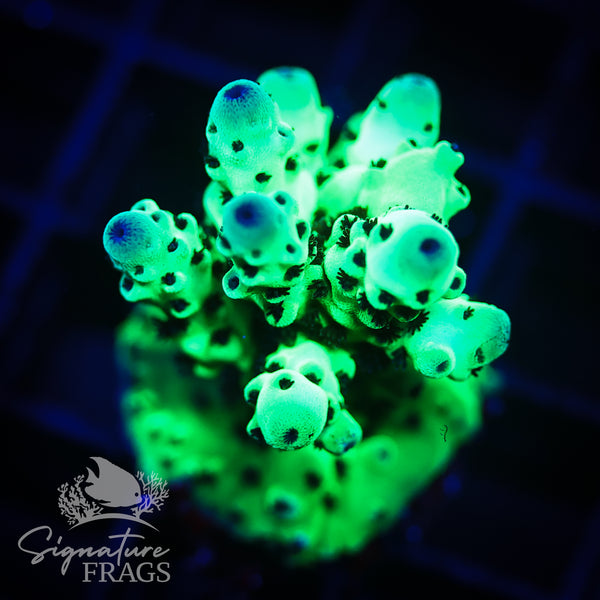 Cookie Monster Sarmentosa