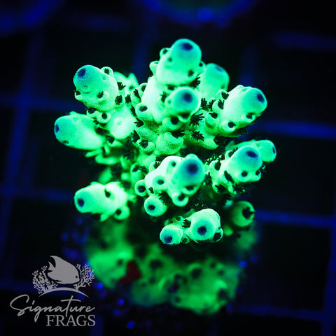 Cookie Monster Sarmentosa