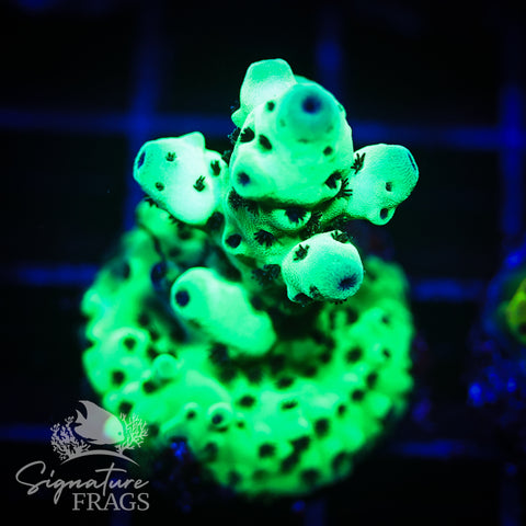 Cookie Monster Sarmentosa