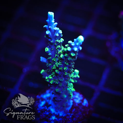 Neon Corallite Navy Horrida