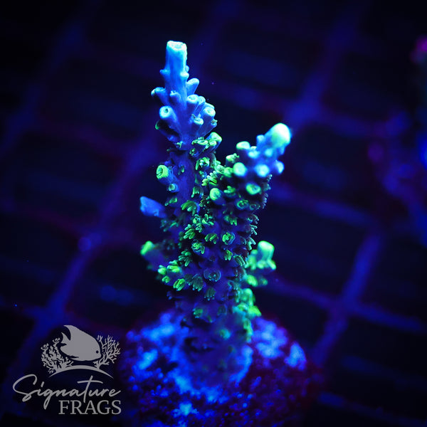 Neon Corallite Navy Horrida