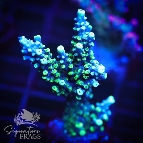 Neon Corallite Navy Horrida