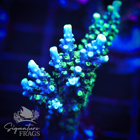 Neon Corallite Navy Horrida