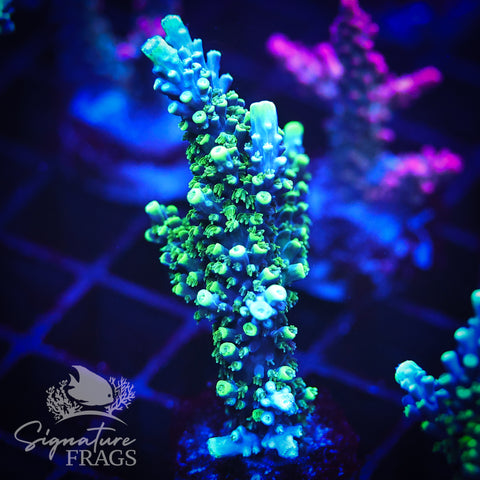 Neon Corallite Navy Horrida