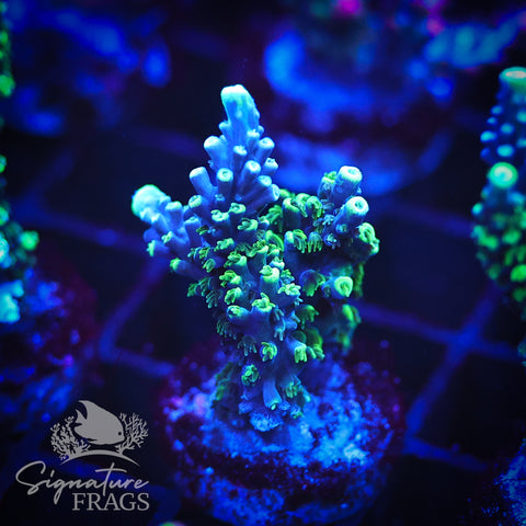 Neon Corallite Navy Horrida