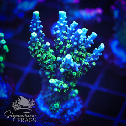 Neon Corallite Navy Horrida