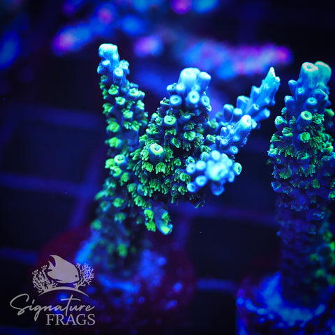 Neon Corallite Navy Horrida