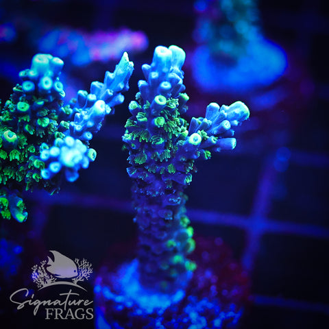 Neon Corallite Navy Horrida