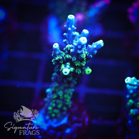 Neon Corallite Navy Horrida