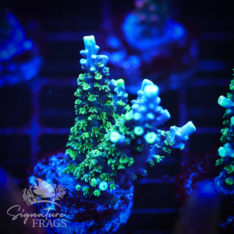 Neon Corallite Navy Horrida