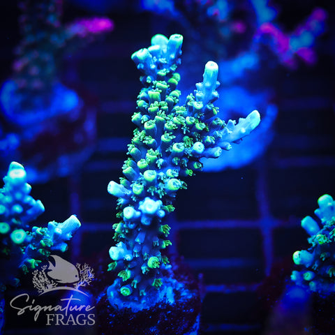 Neon Corallite Navy Horrida