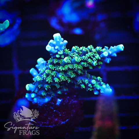 Neon Corallite Navy Horrida