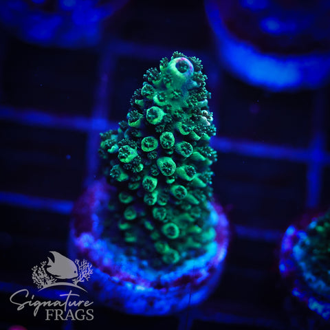 Indo Pastel Rainbow Abro