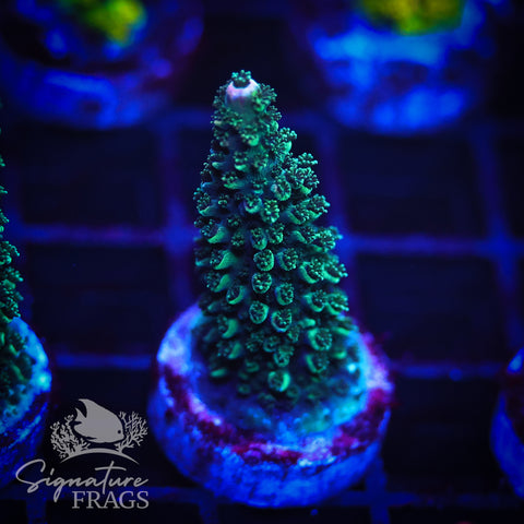 Indo Pastel Rainbow Abro