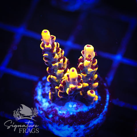 Super Yellow Pikachu