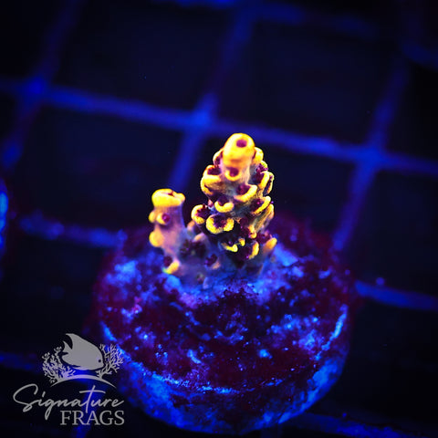 Super Yellow Pikachu