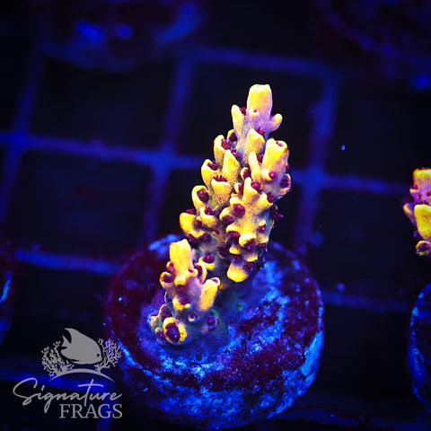 Super Yellow Pikachu