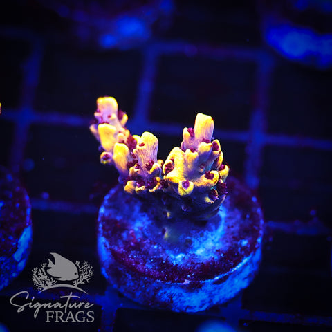 Super Yellow Pikachu