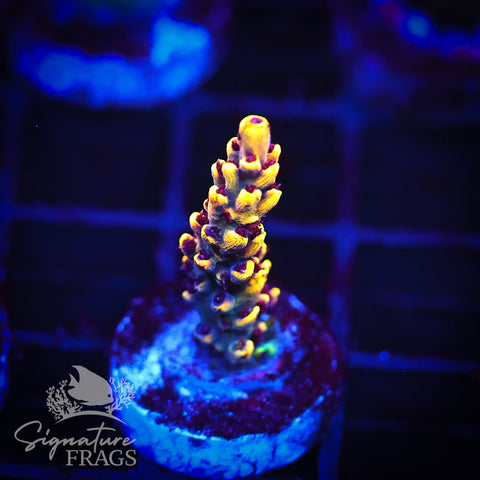 Super Yellow Pikachu