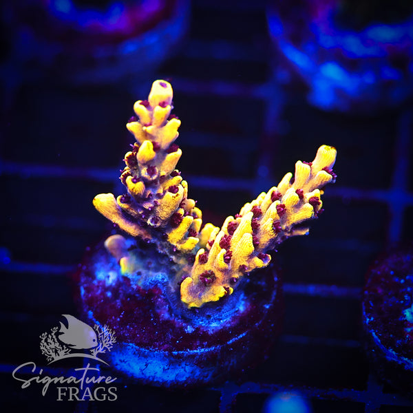 Super Yellow Pikachu