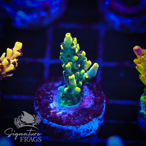 Super Yellow Pikachu