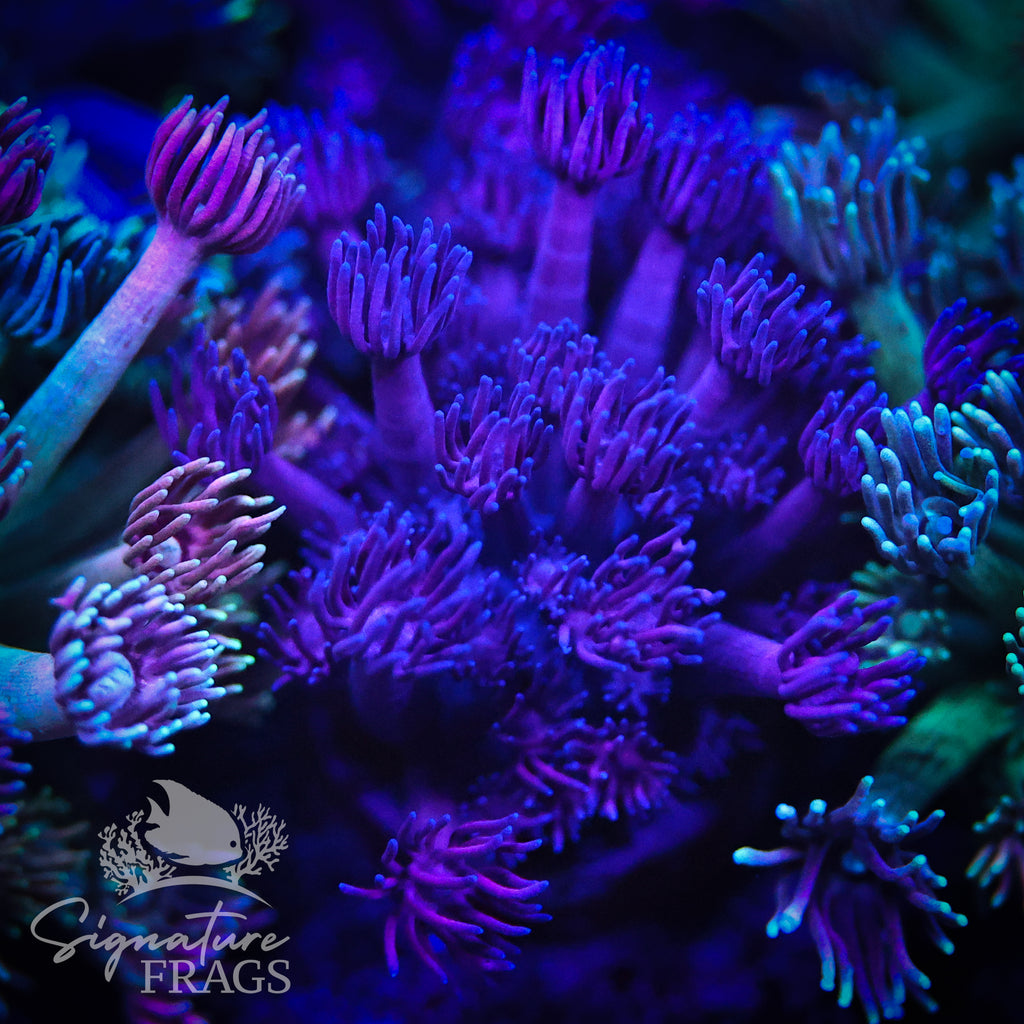 Subtle Depp Blue Pink Goni