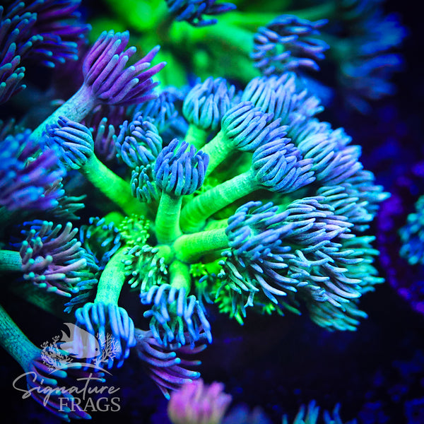 Pastel Lash Rainbow Goni