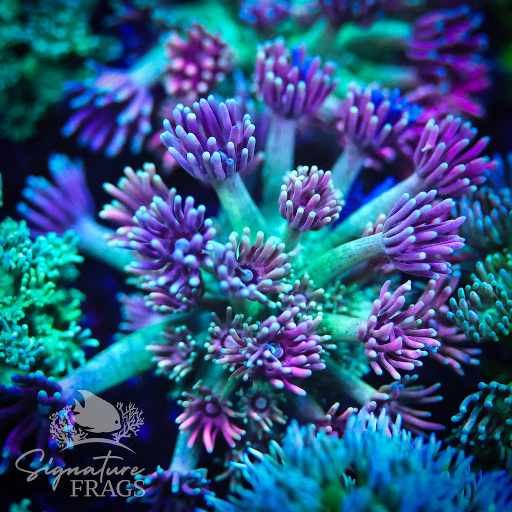 Pink & Yellow Lash Goni