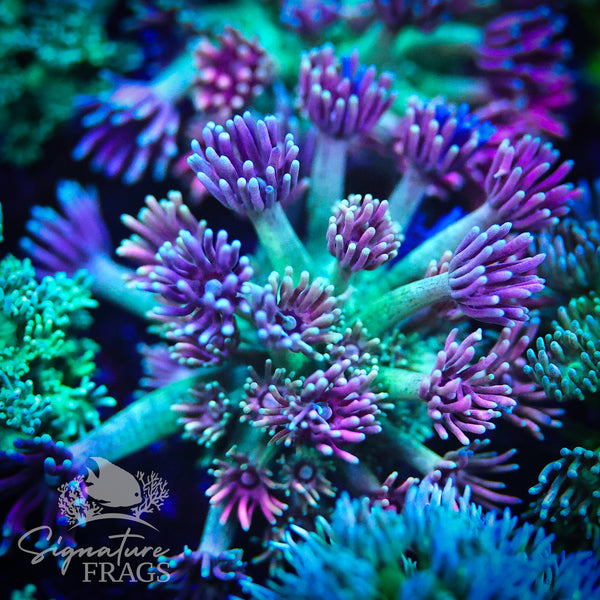 Pink & Yellow Lash Goni