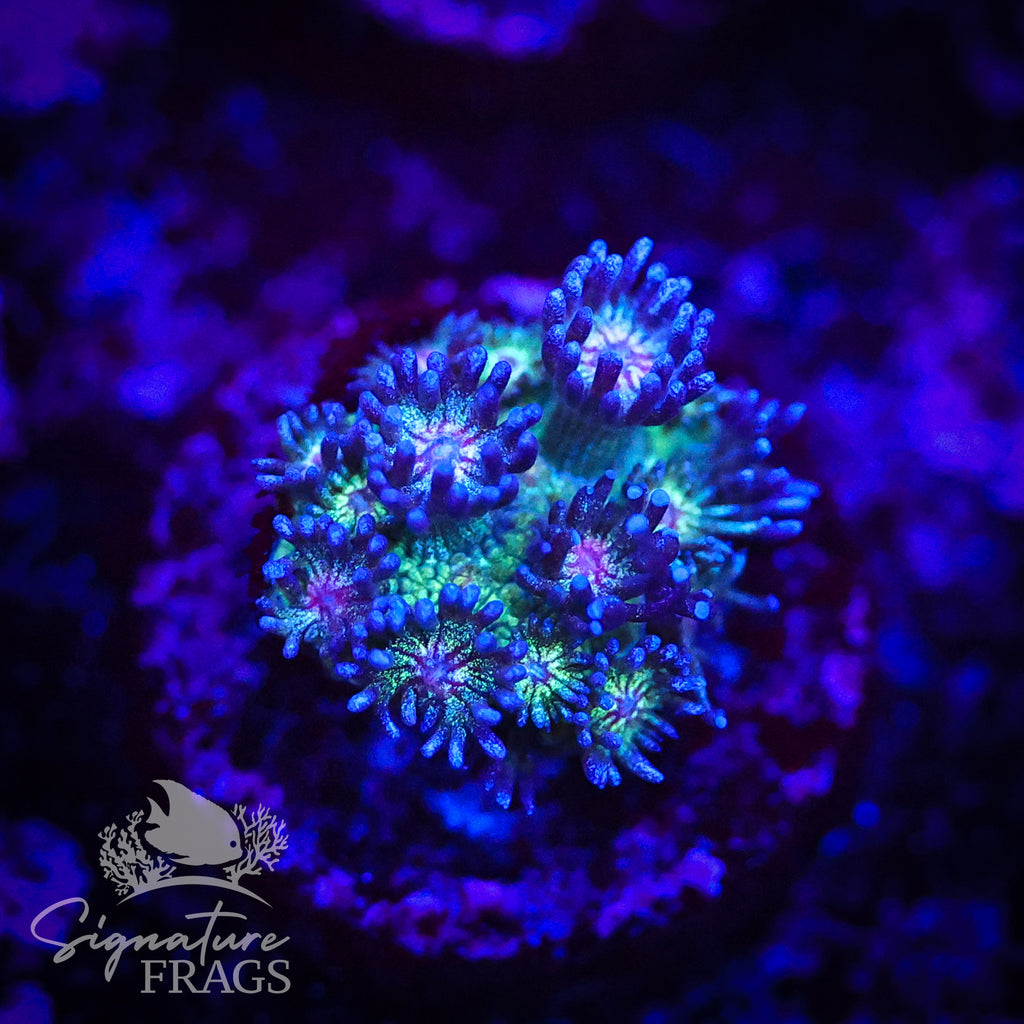 Red Mouth Blue Glitter Goni