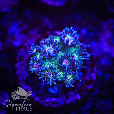 Red Mouth Blue Glitter Goni