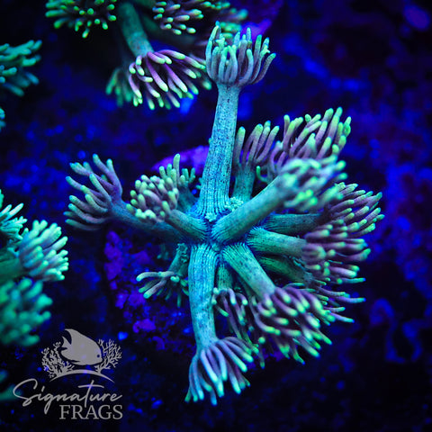 Yellow Purple Lash Green Stem Goni