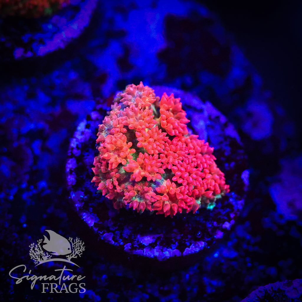 Orange Lash Green Base Bernardopora