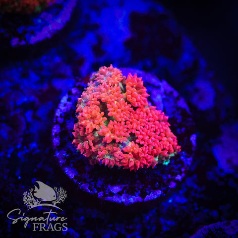 Orange Lash Green Base Bernardopora