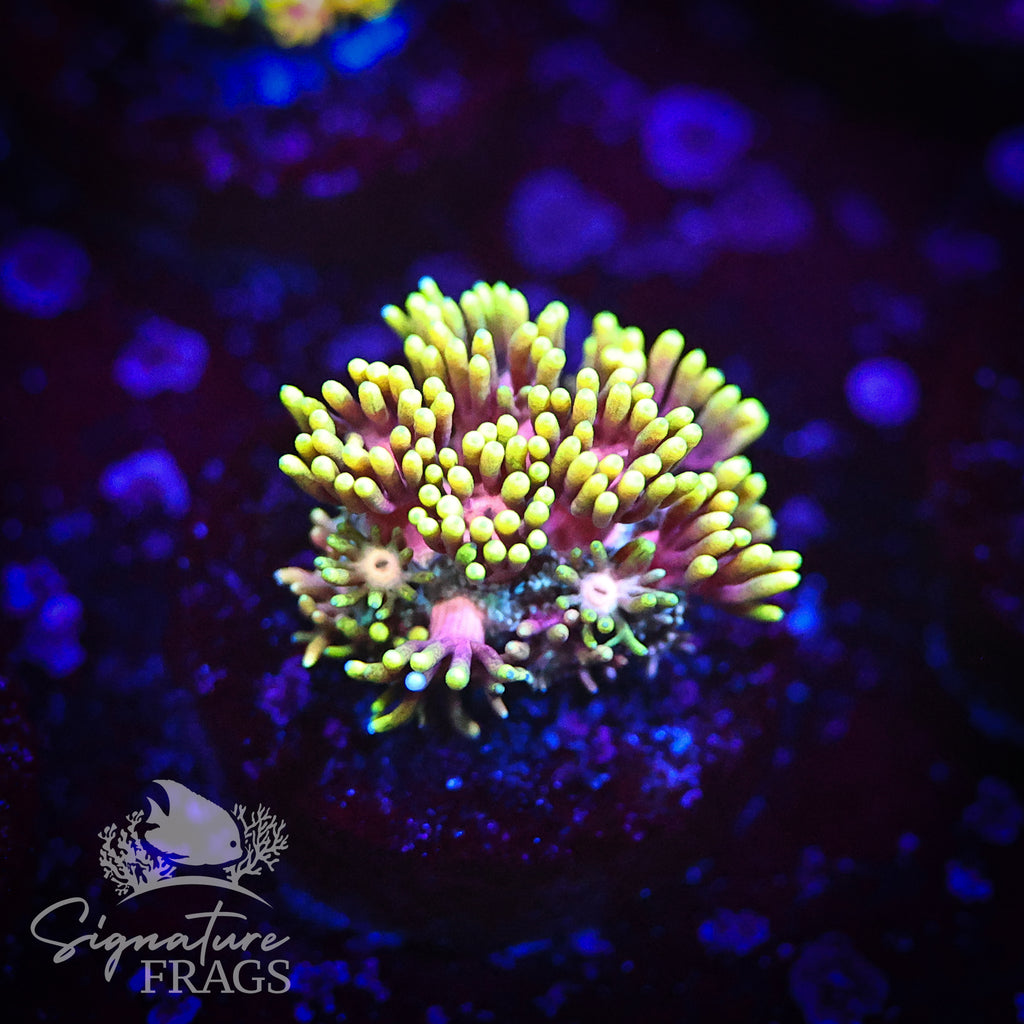 Ultra Pink Stem Inferno Goni