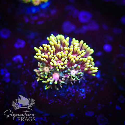 Ultra Pink Stem Inferno Goni