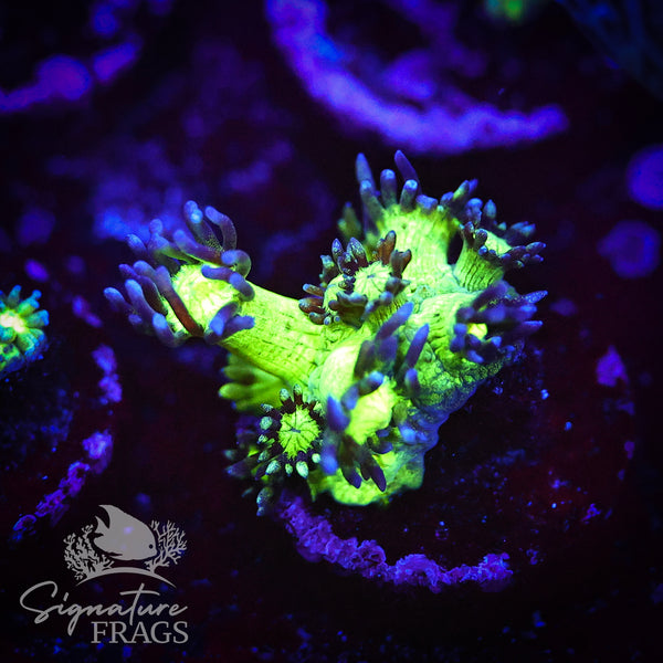 Fluro Green Stem Purple Lash Goni