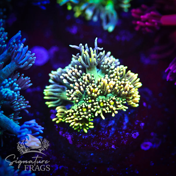 Dirty Yellow Lash Green Stem Goni