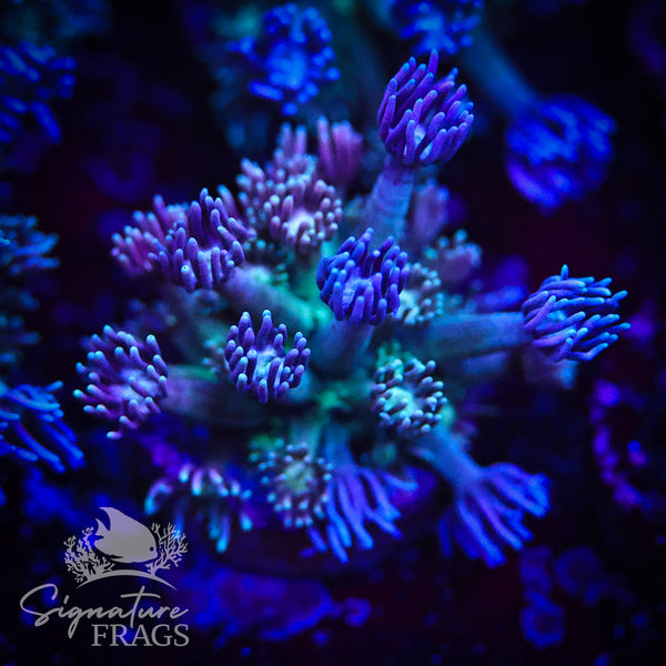 Blue Purple Rainbow Goni