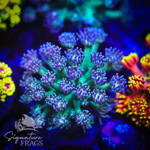 Lilac Green Fat Lash Pastel Goni