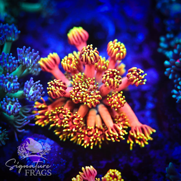 Fluro Peach Steam Yellow Lash Goni