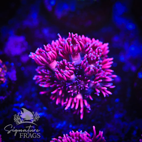 Electric Pink Goniopora