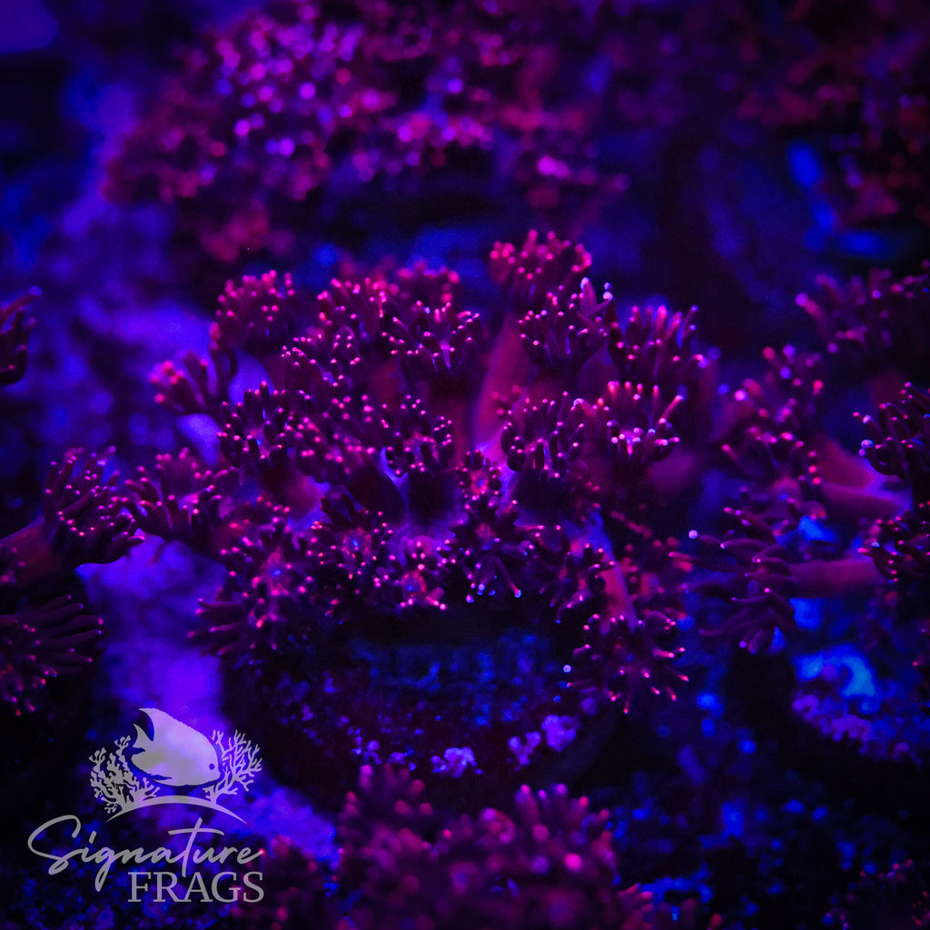 Metallic Red Goniopora