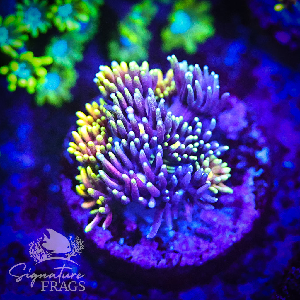 Rainbow Lash Inferno Goni