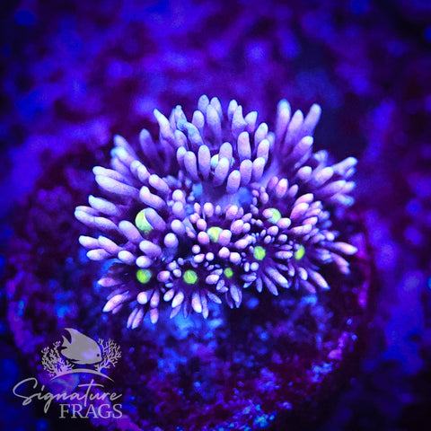 Lilac Lash Yellow Eye Goni