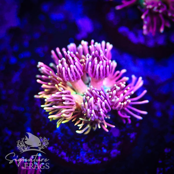 Vibrant Rainbow Goni