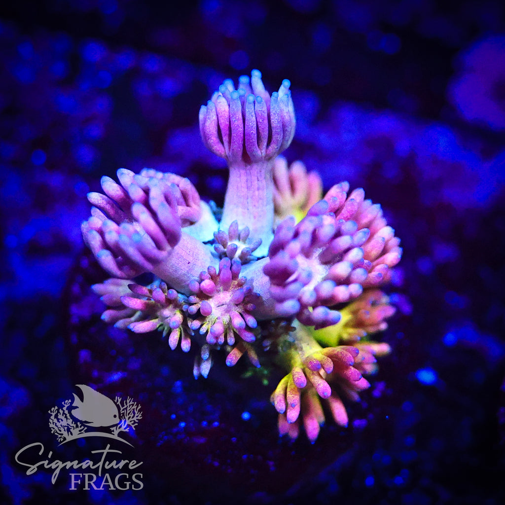 Refreshers Rainbow Goni